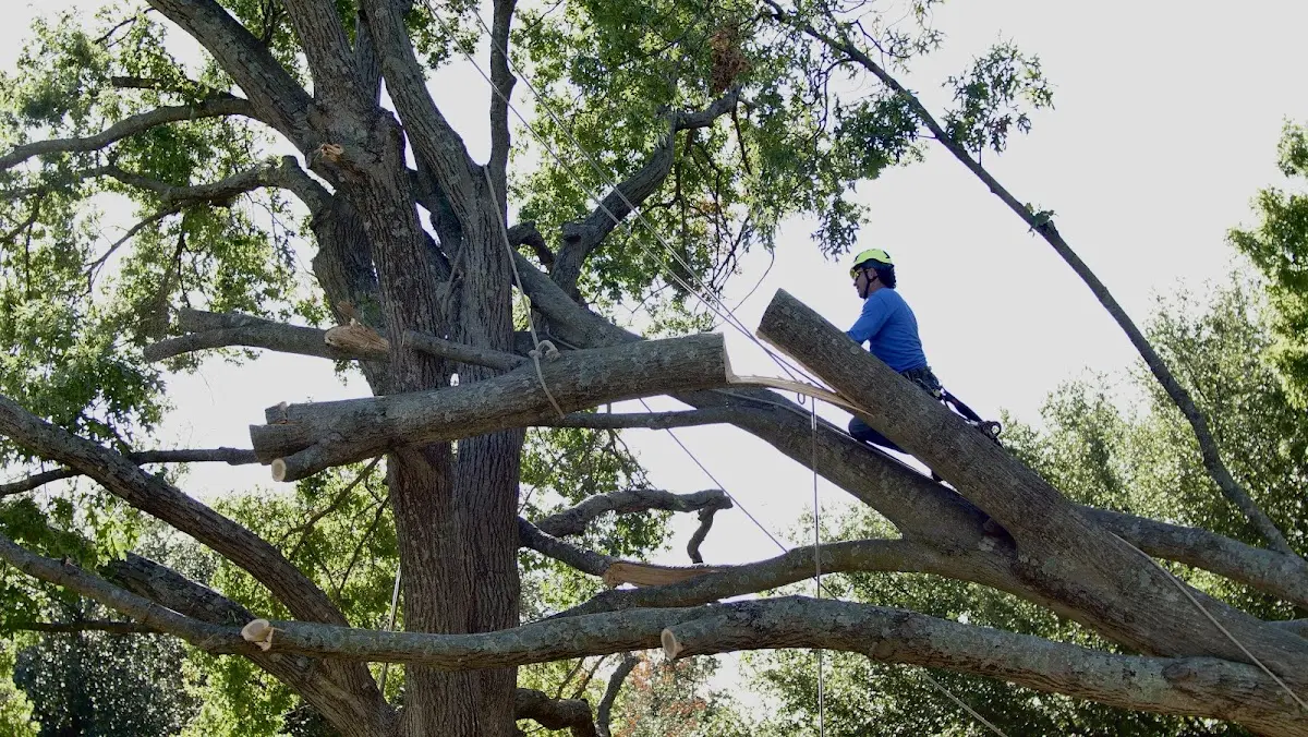 Professional Crown Thinning performed by certified arborists in Centereach