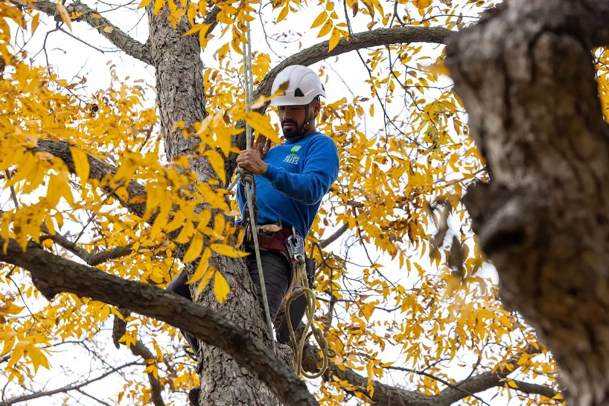 Skilled Tree Transplanting crew working in Centereach